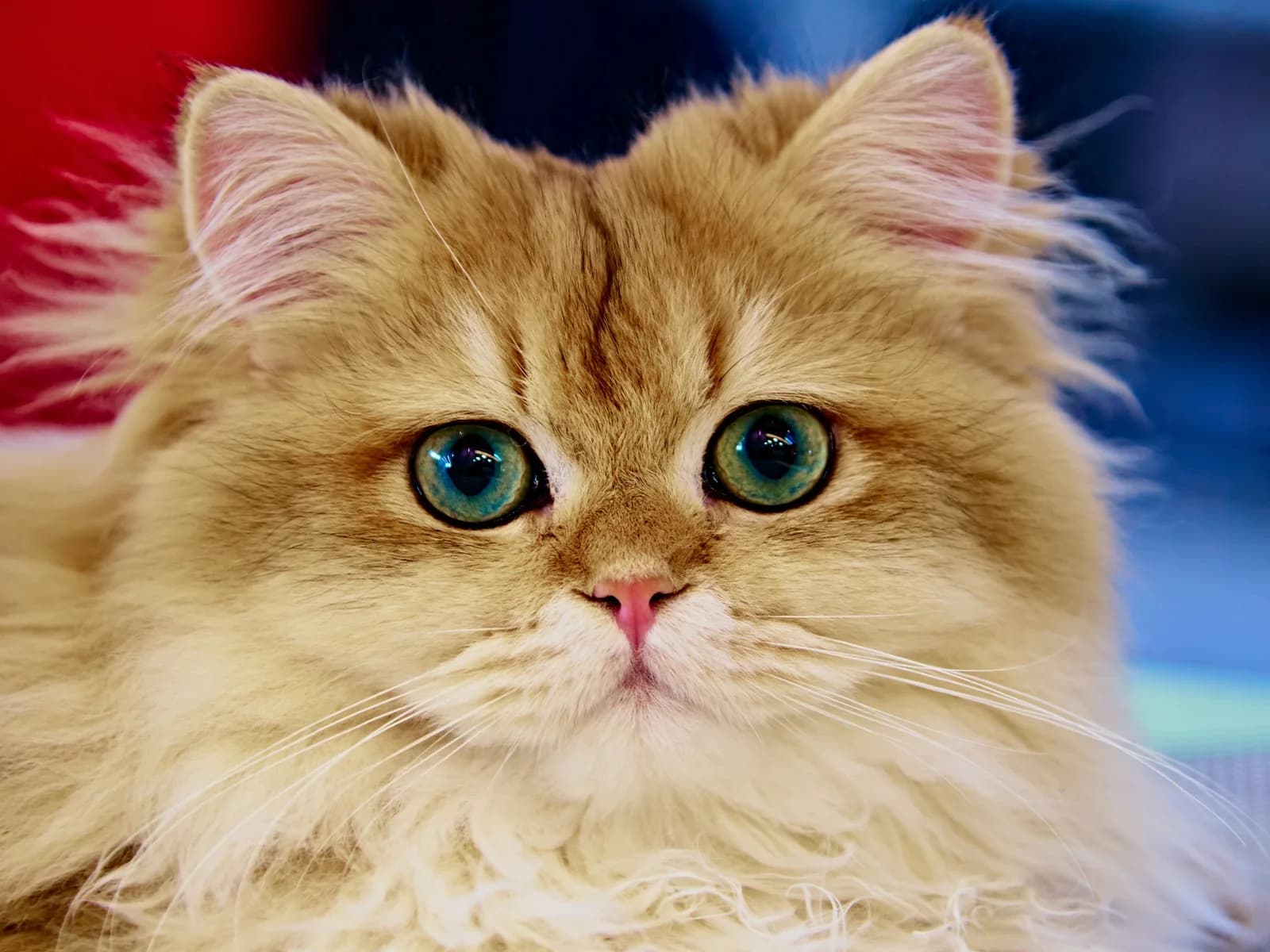 Persian cat face-on, the short nose and flat profile that define the brachycephalic breeds