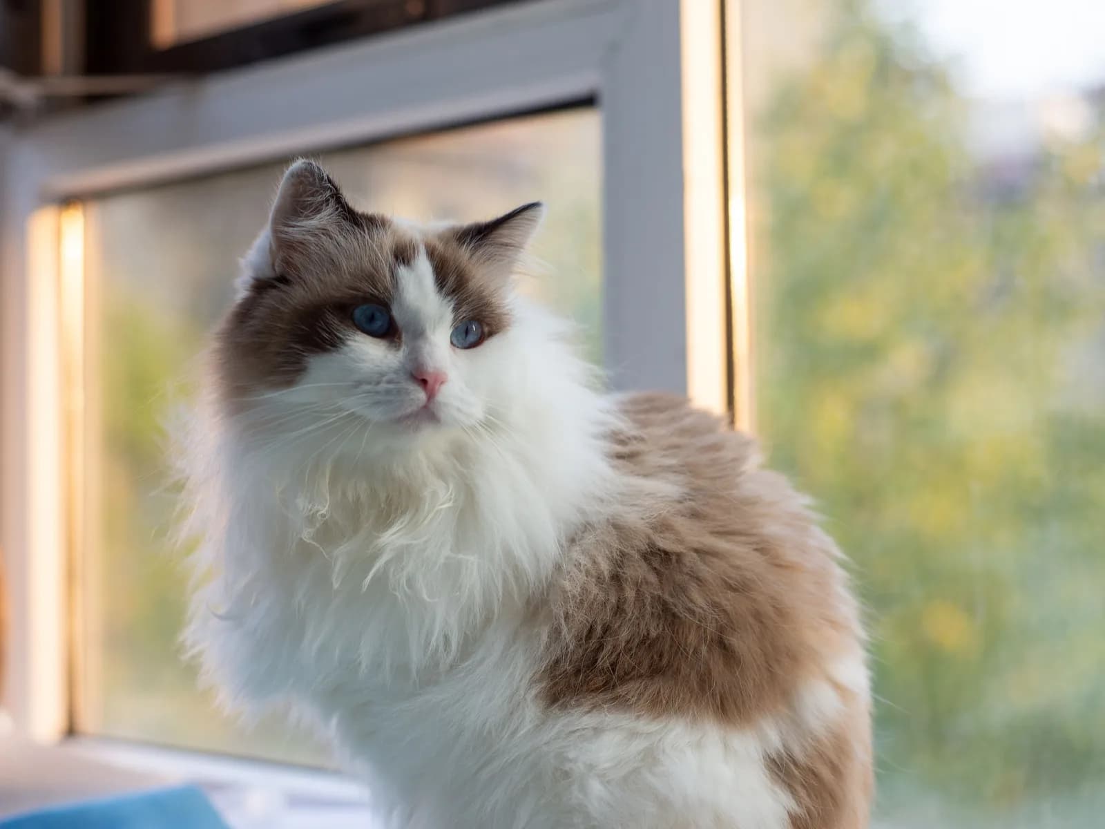 Ragdoll at maximum fluff relaxing by a sunlit window: the silky semi-longhair look this page maps
