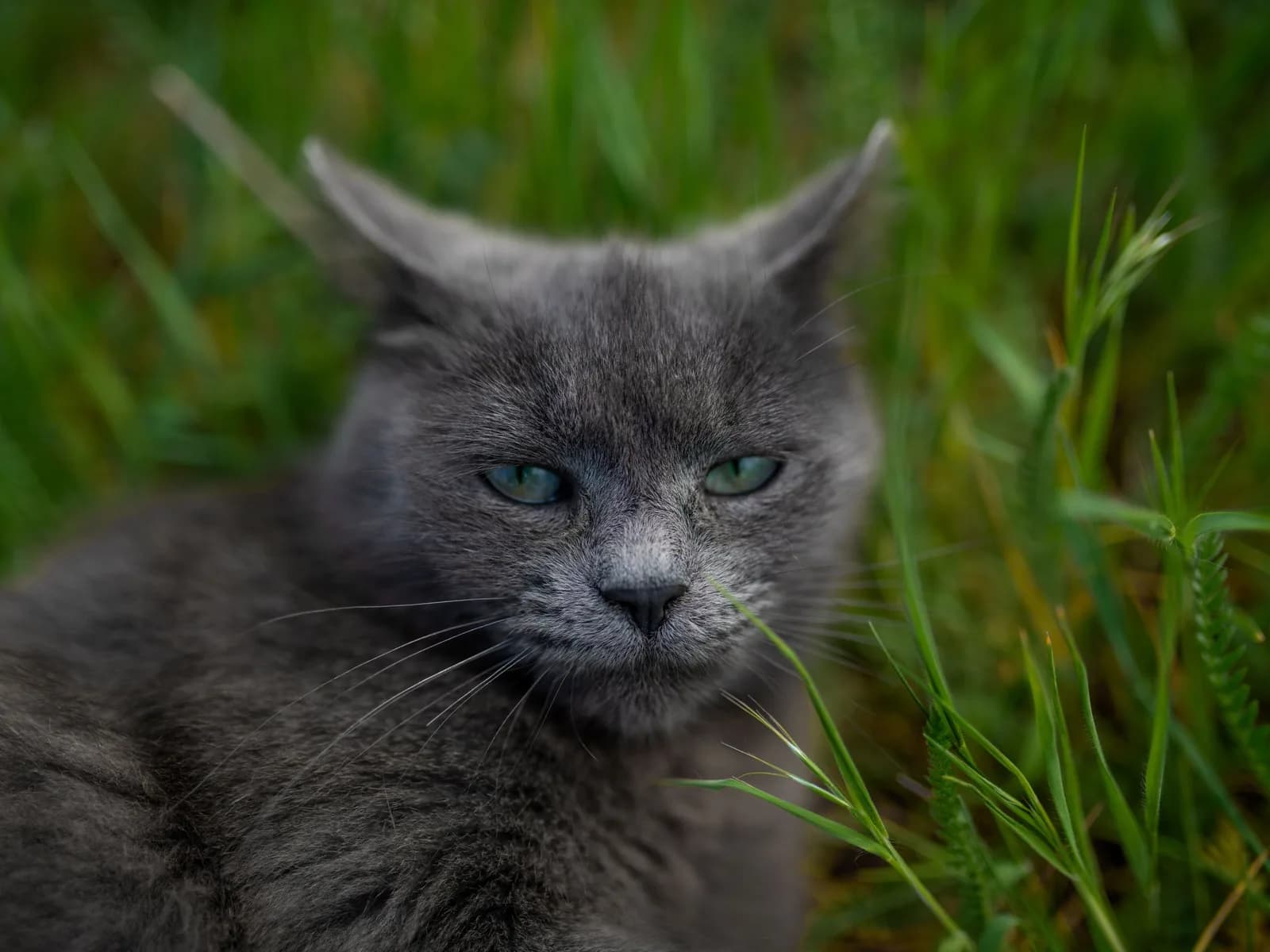 Solid gray cat portrait: the color the fancy calls blue, worn by four famous breeds and countless house cats