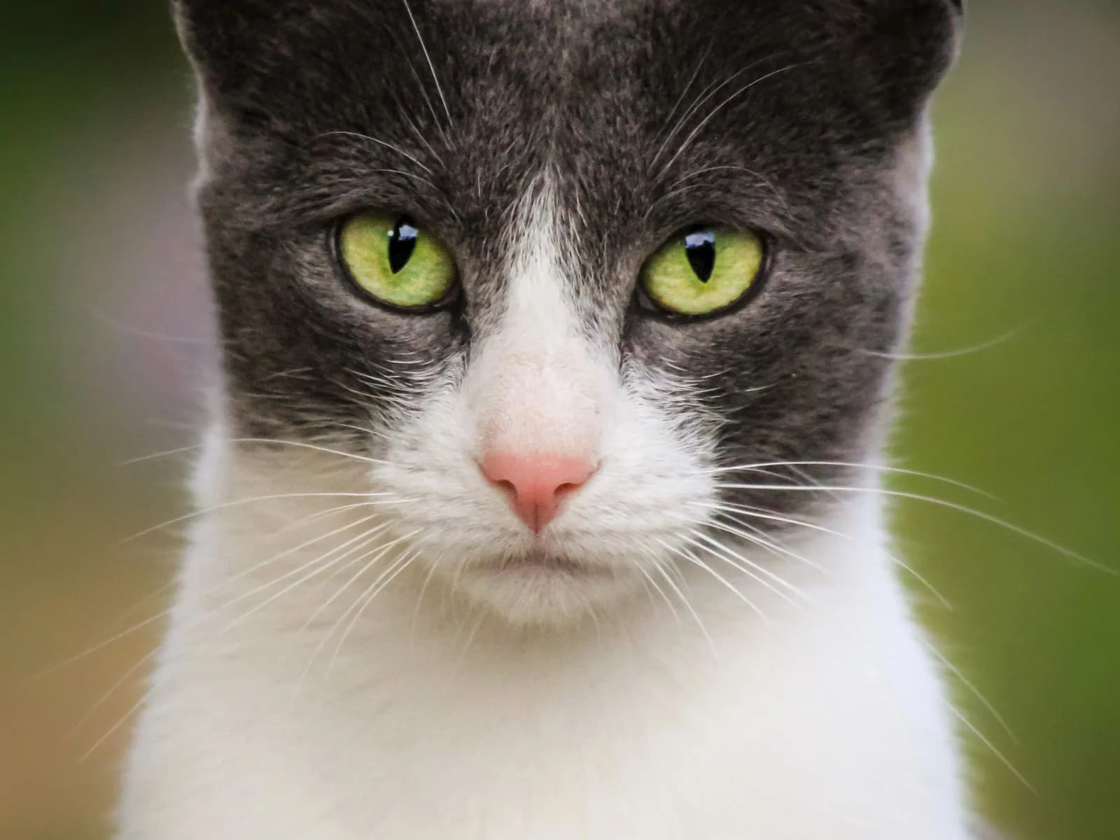 Gray and white bicolor cat, the white chest and paws against the soft gray: the two-gene coat this page explains