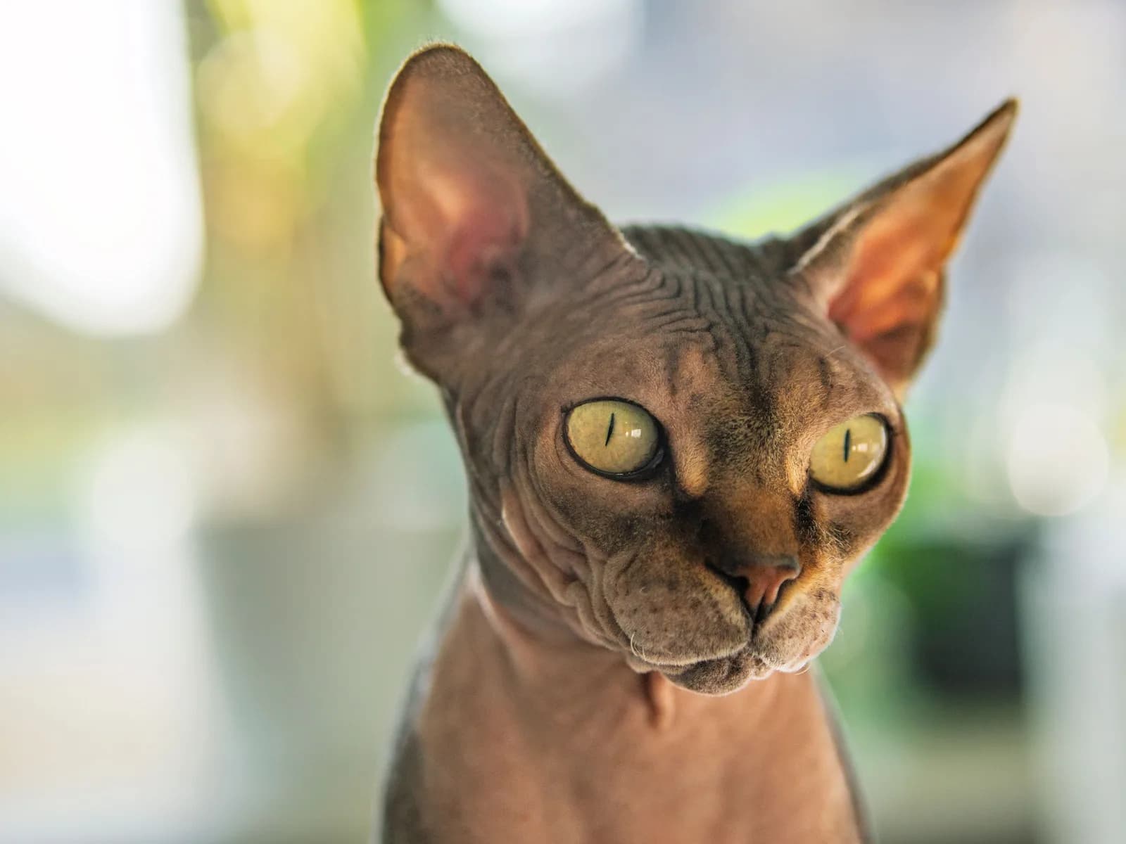 Sphynx cat portrait in natural light, the warm suede skin and huge ears of the hairless family's most famous member
