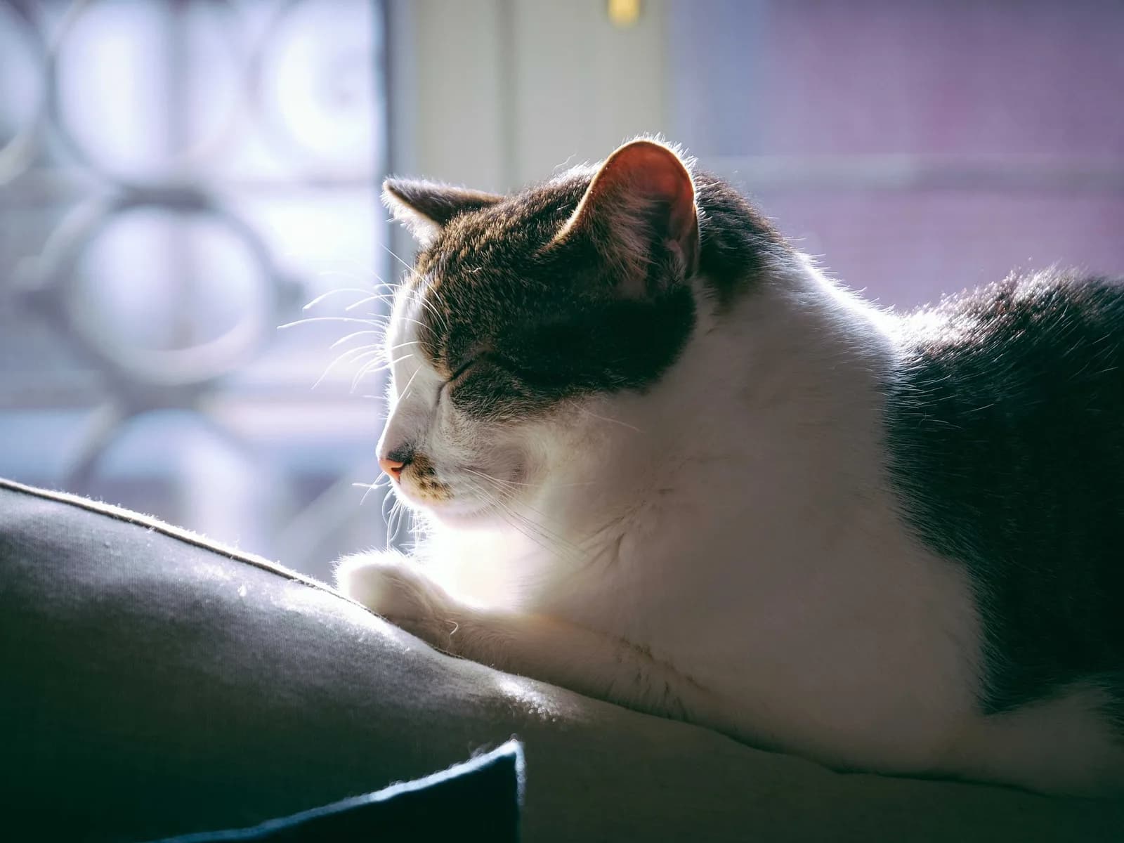 A cat asleep on a sunlit sofa: the indoor life, done well