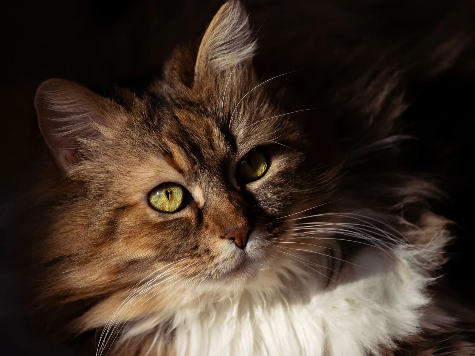 Side-lit long-haired cat with green eyes, the full coat that this page teaches you to keep