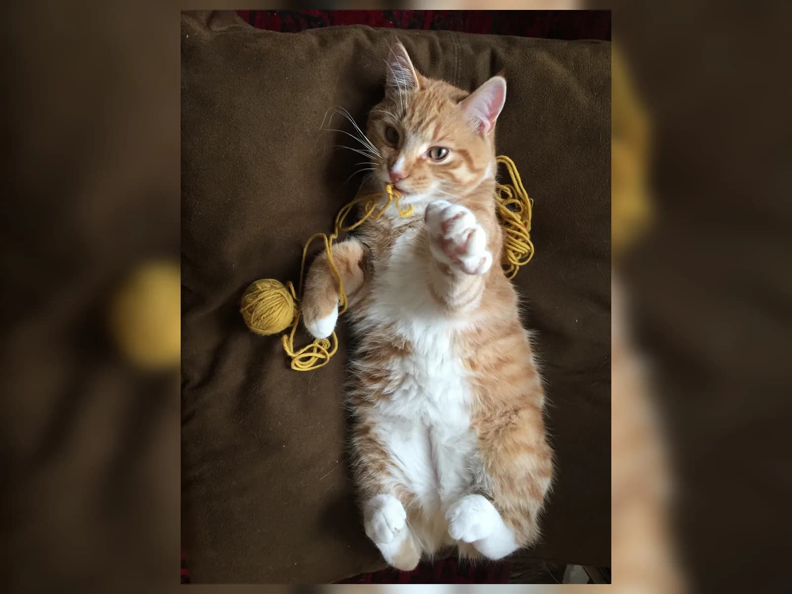 An orange Manx playing belly-up with a ball of yarn, no tail between its hind feet