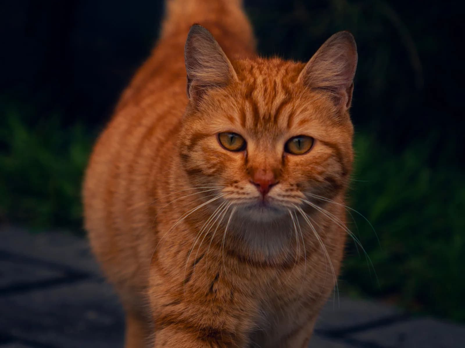 Orange cat in full: the pheomelanin coat that a dozen breeds wear and one X-linked gene explains