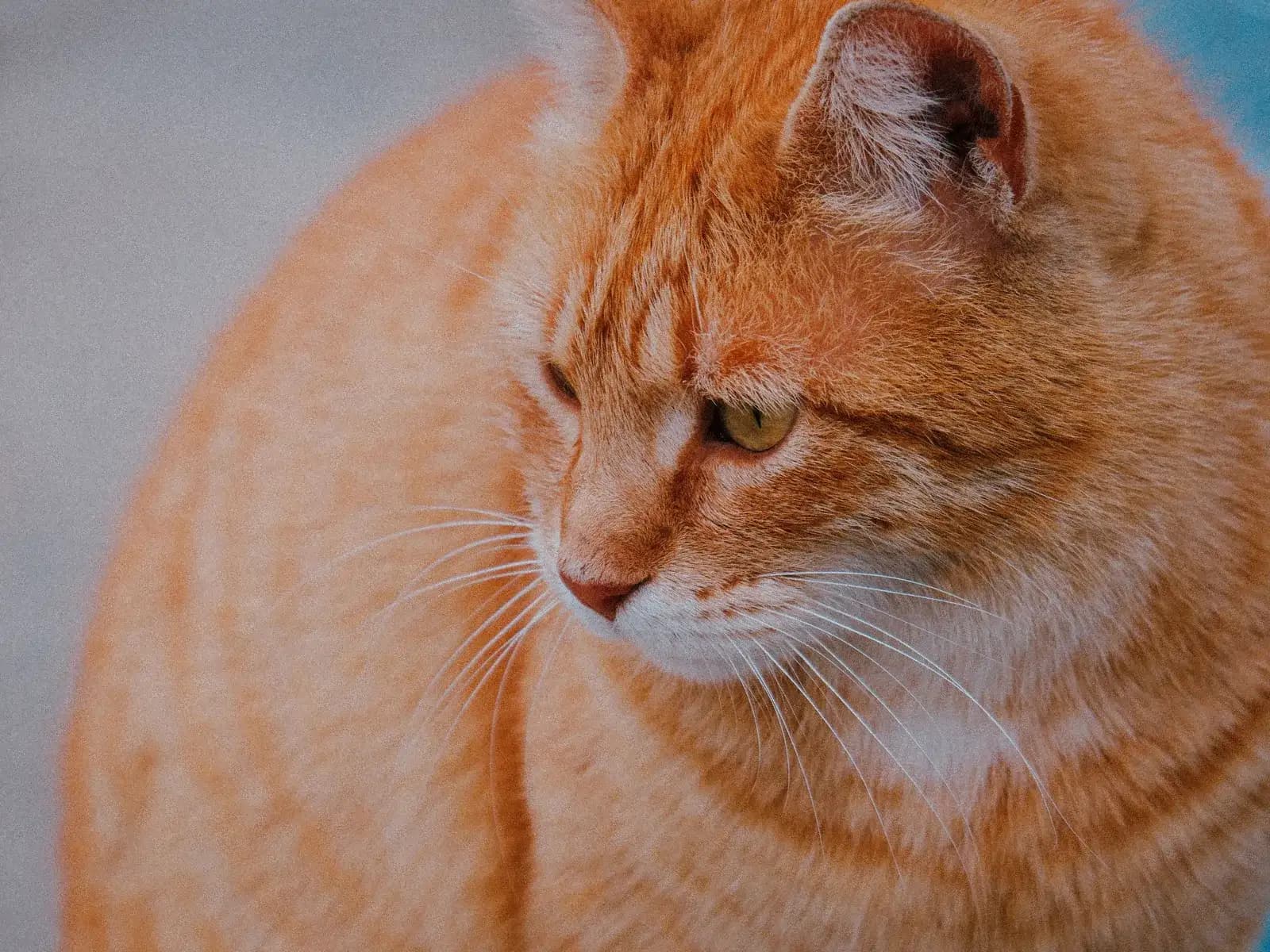 Orange tabby cat in warm light, the mackerel stripes visible on the head and shoulder