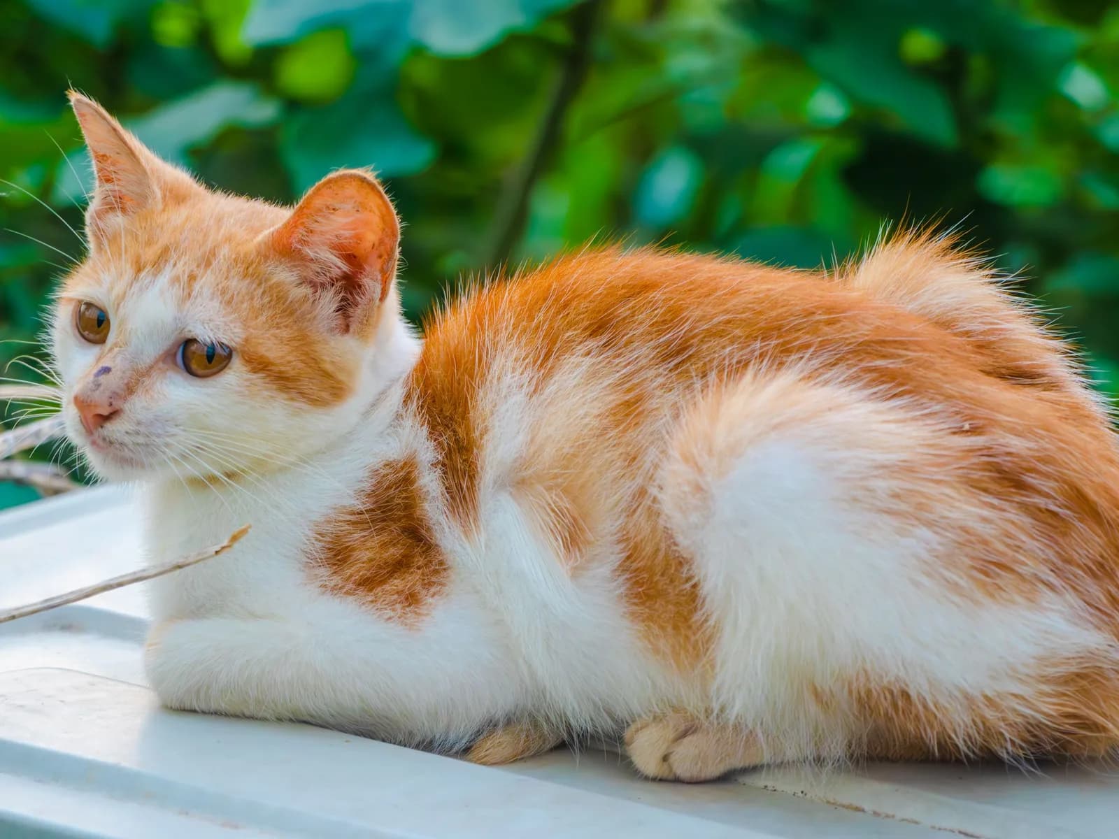 Orange and white bicolor cat, the white bib against the ginger: the friendliest-looking coat in the book