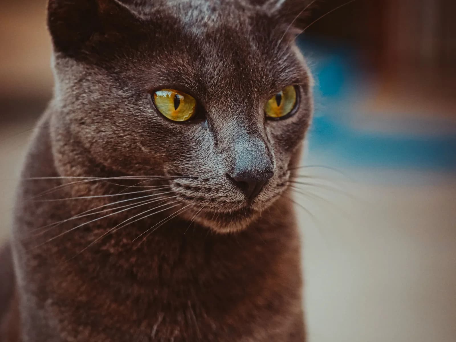 A rare-breed cat in portrait: the kind of cat you meet through a waiting list, not a shop window