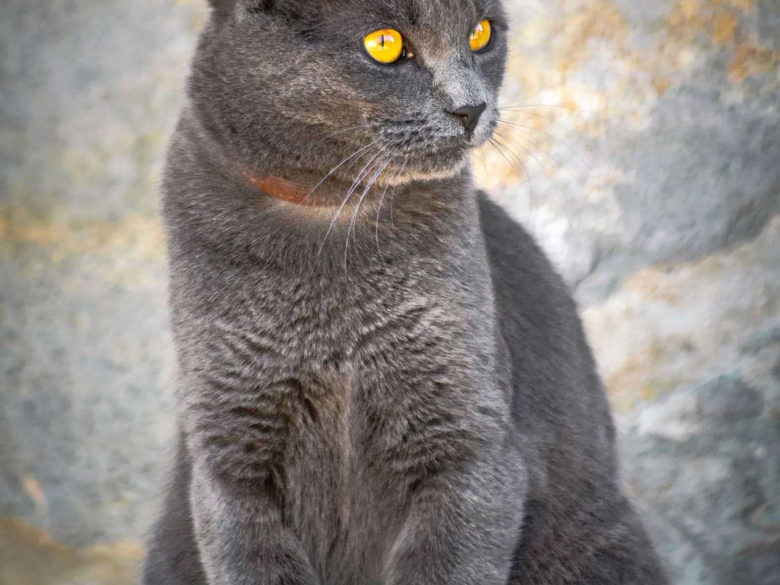 Sleek blue-gray shorthair sitting upright, the glossy close-lying coat this page classifies
