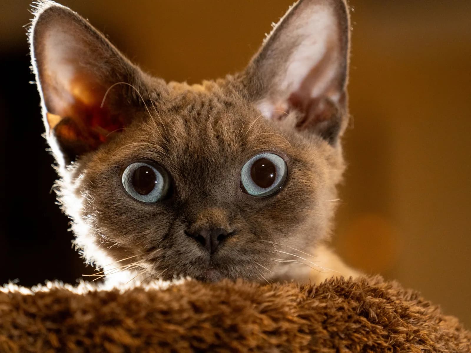 Devon Rex close up, huge ears on a petite frame: the best-measured small breed on this page