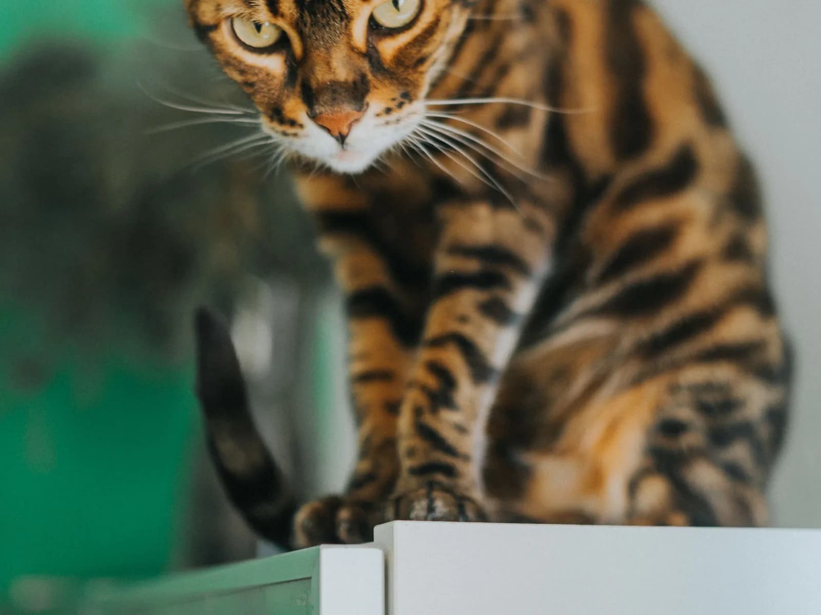 A spotted coat up close: the leopard look domestic breeds wear three different ways