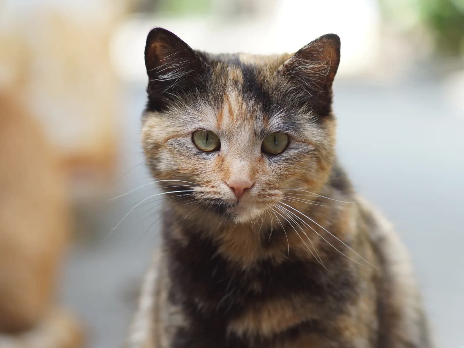 Torbie cat face-on: tortoiseshell patches carrying visible tabby stripes, the M on the forehead included