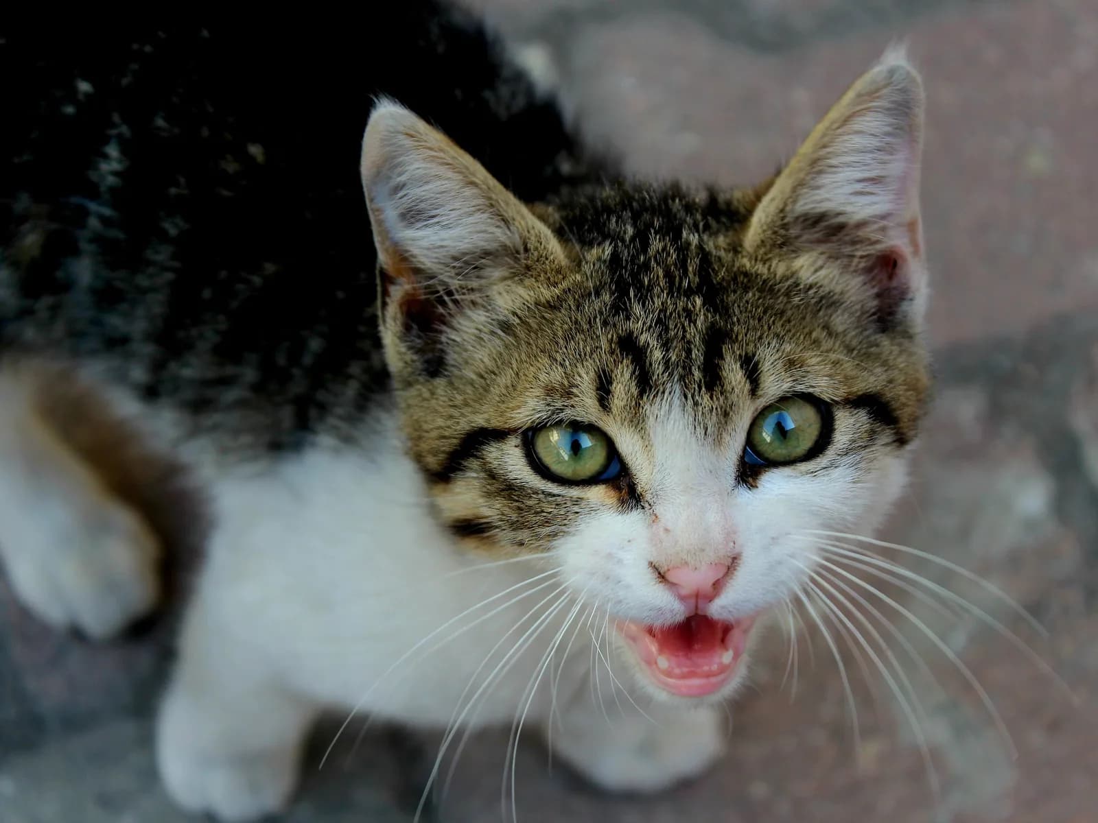 A cat mid-meow: the talkers and the near-silent, mapped by breed