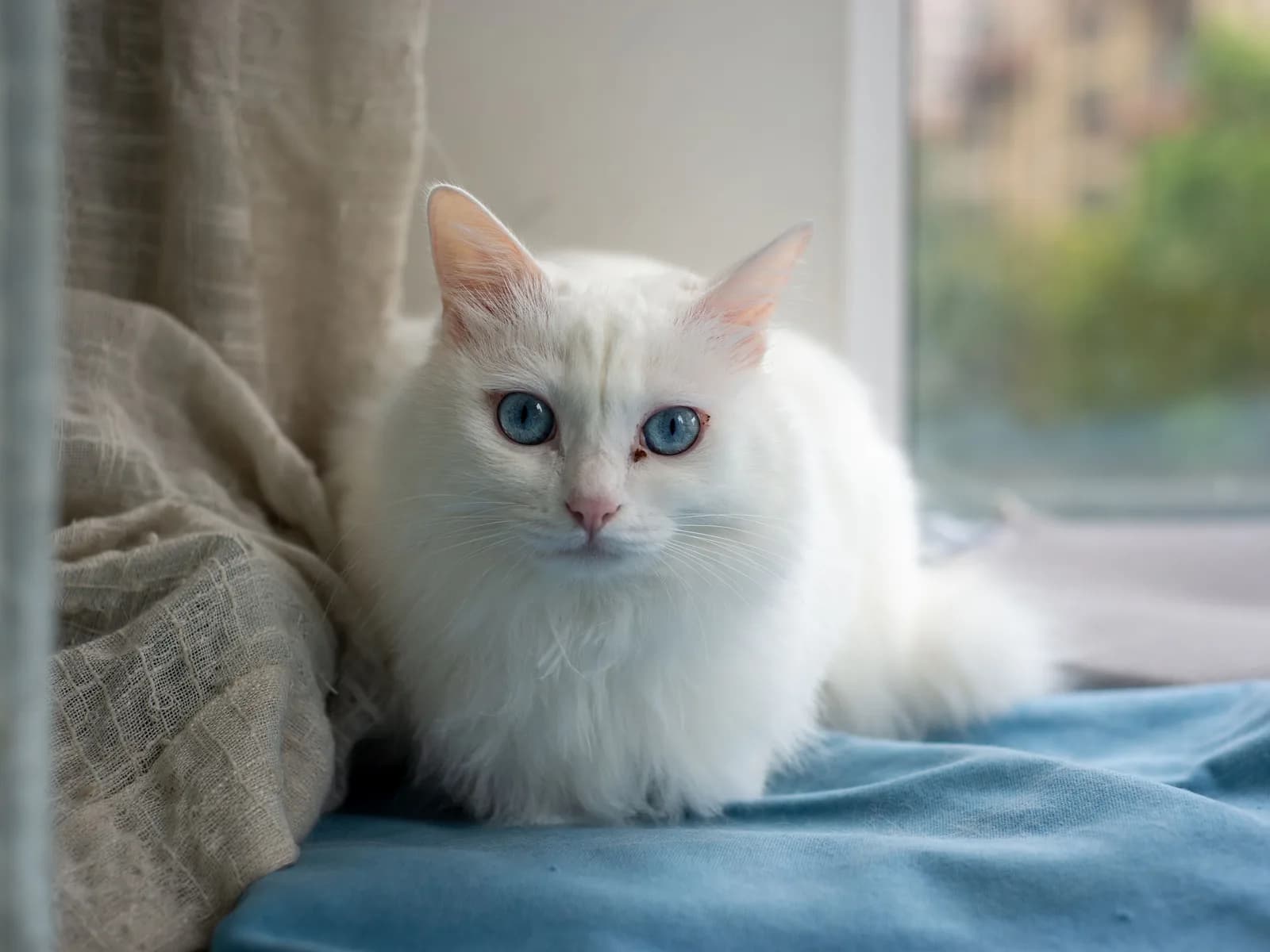 Solid white cat with blue eyes resting indoors: the dominant white coat this page explains, eye color and all