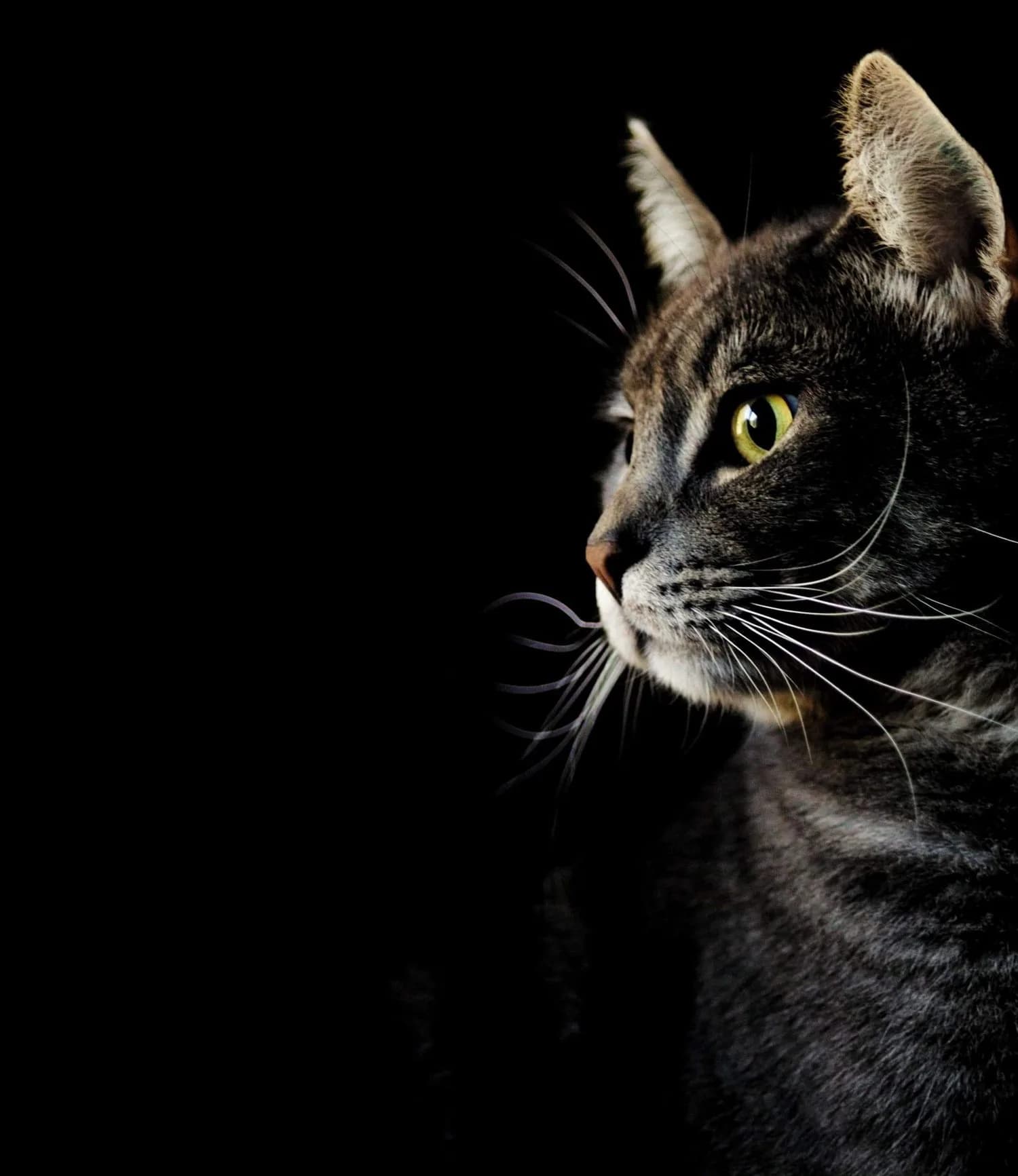 Rim-lit tabby cat against a black background, looking toward the headline
