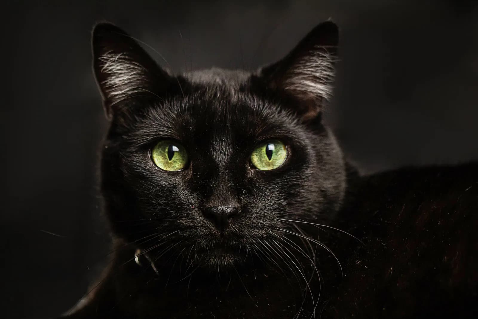 Close portrait of a black cat with bright green eyes against a dark background.