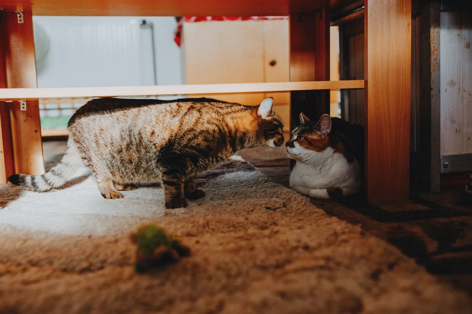 Two cats meeting nose to nose under a wooden table, each sniffing the other