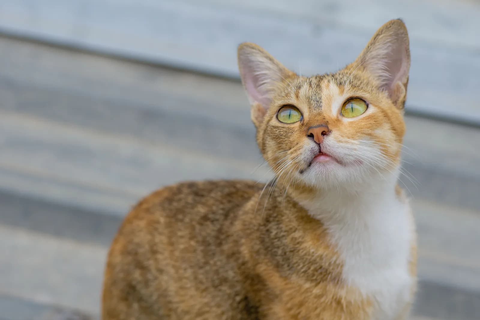 A calico cat on a wooden deck looking up with wide yellow-green eyes, as if it had just been called.