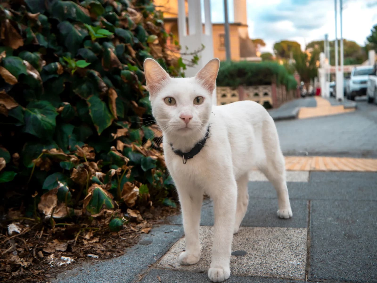 A white cat wearing a collar walking along an urban street