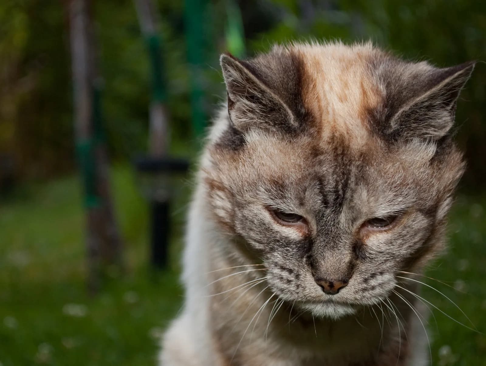 A grizzled senior tortoiseshell cat with a grey muzzle, eyes half closed, sitting in a garden.