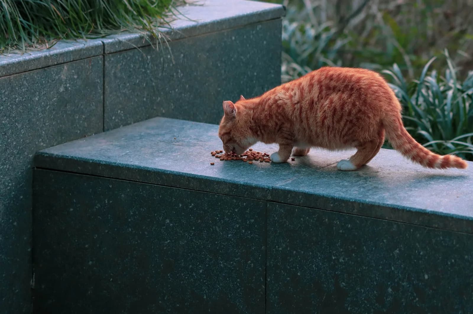 A ginger tabby cat eating dry food from a bowl on a stone surface