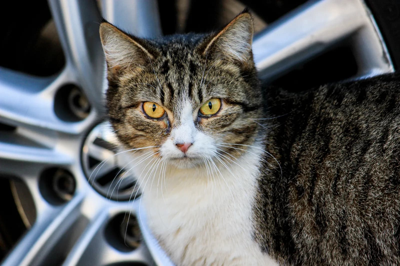 A tabby cat sitting low beside a parked car, the wheel and the underside of the vehicle filling the background