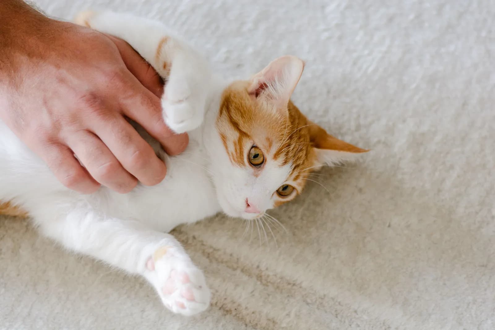 A hand resting on a relaxed ginger and white cat lying on a sofa, ears forward
