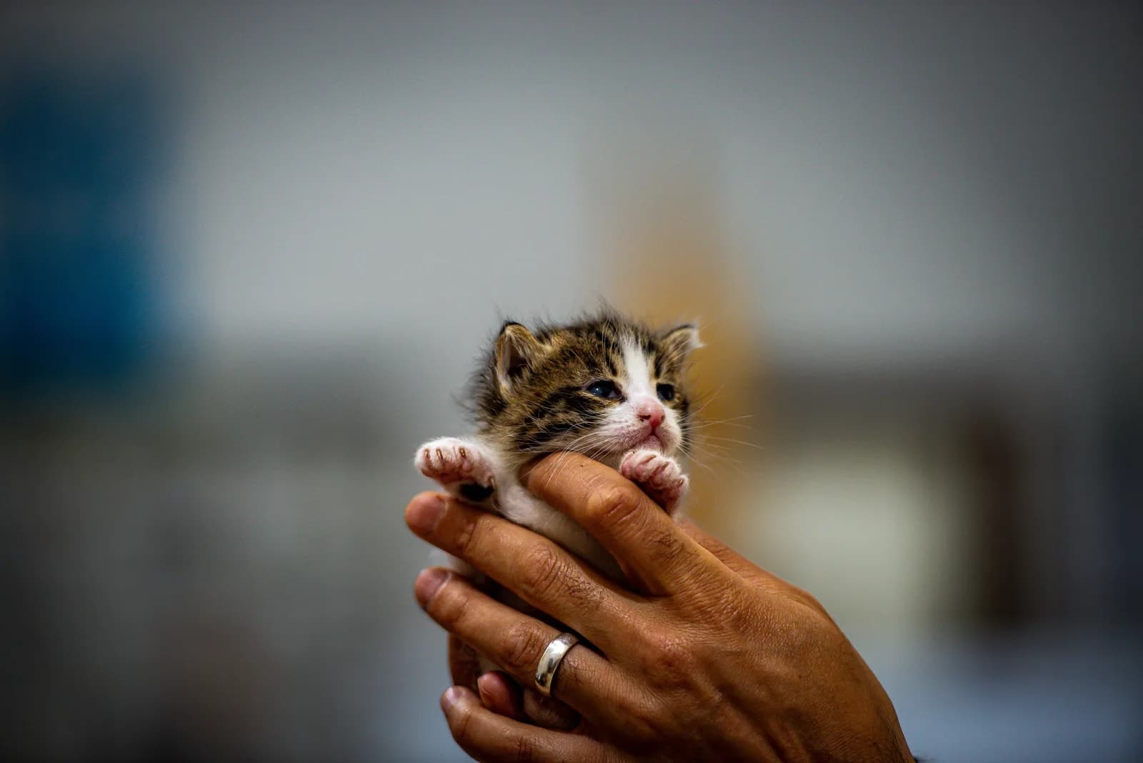 A small tabby kitten held gently in a pair of human hands