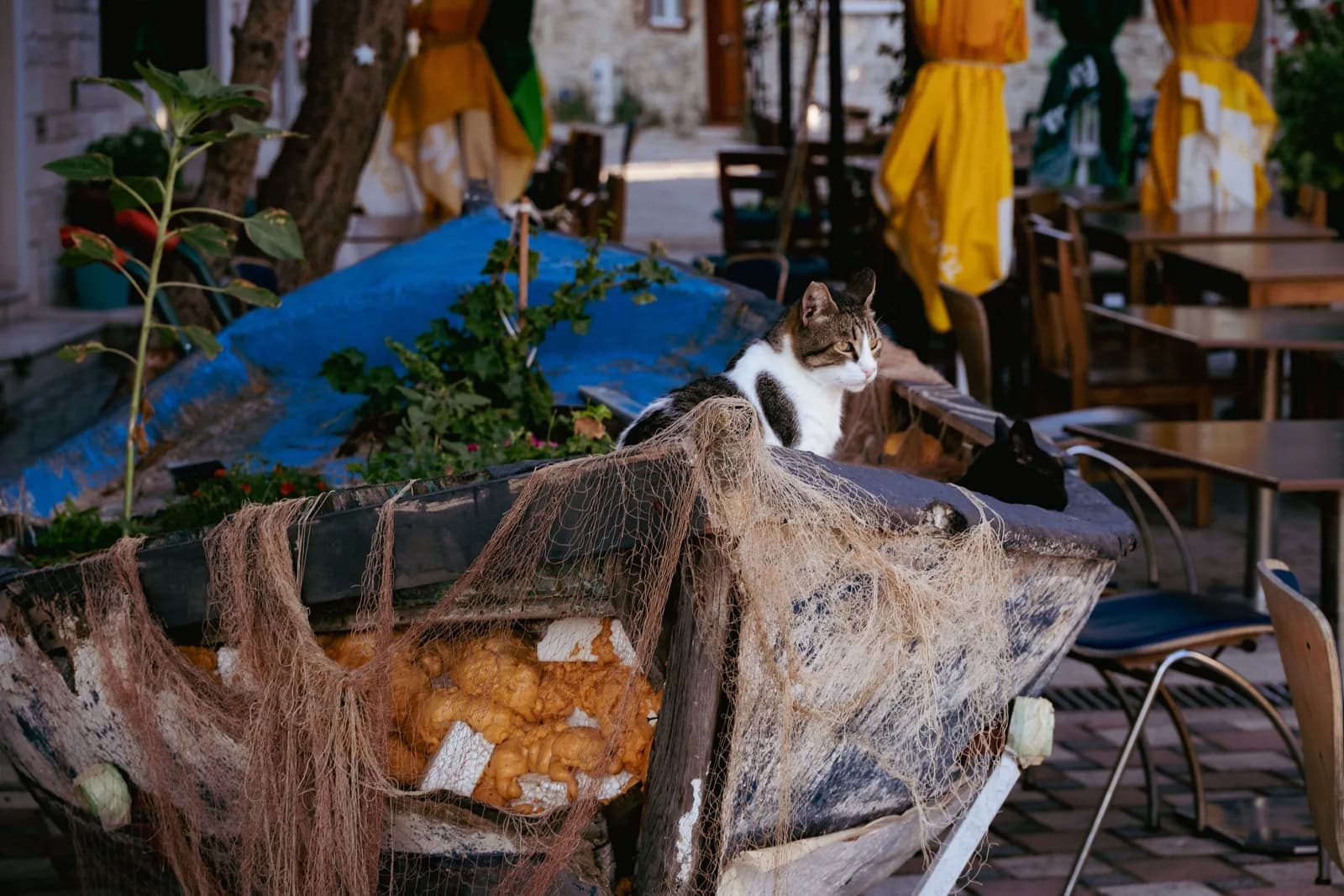Several cats lounging in and around a small wooden boat used as a planter, beside calm water