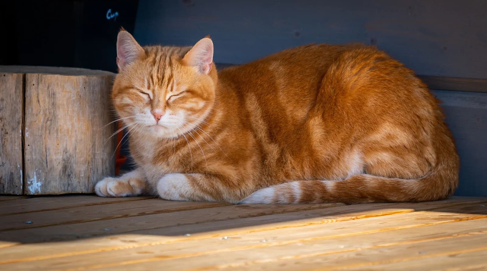 A ginger tabby lying on warm wooden boards in the sun, eyes closed to slits.
