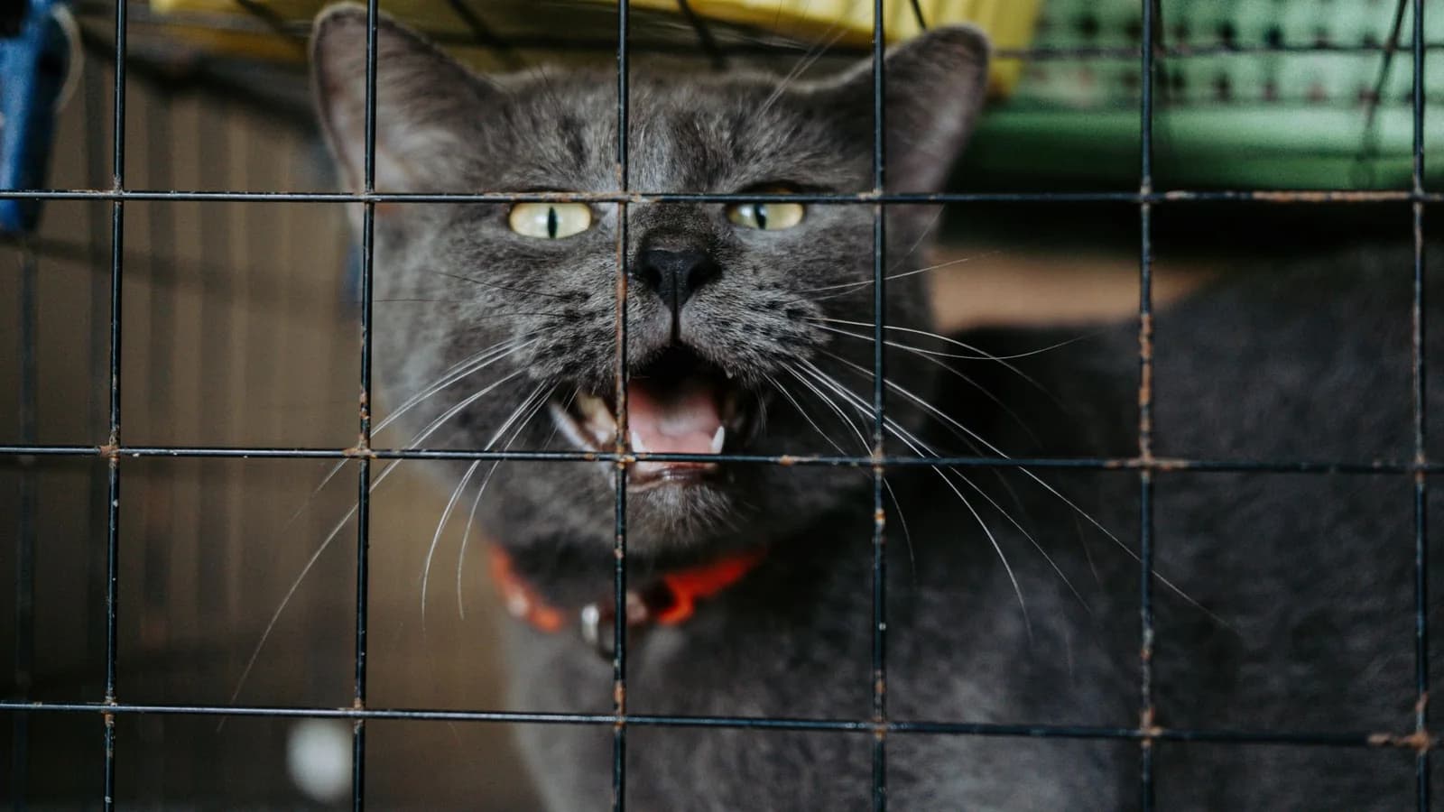 A grey cat in a red collar looking out through the wire door of a shelter cage and meowing