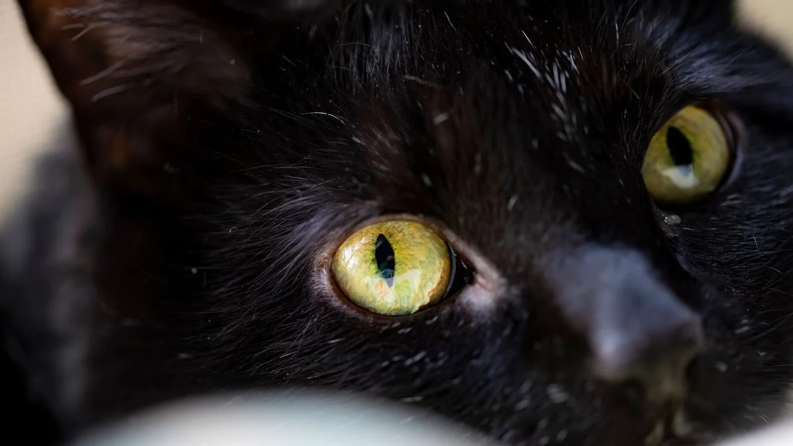 Black Cat Names, With the Stories Behind Them