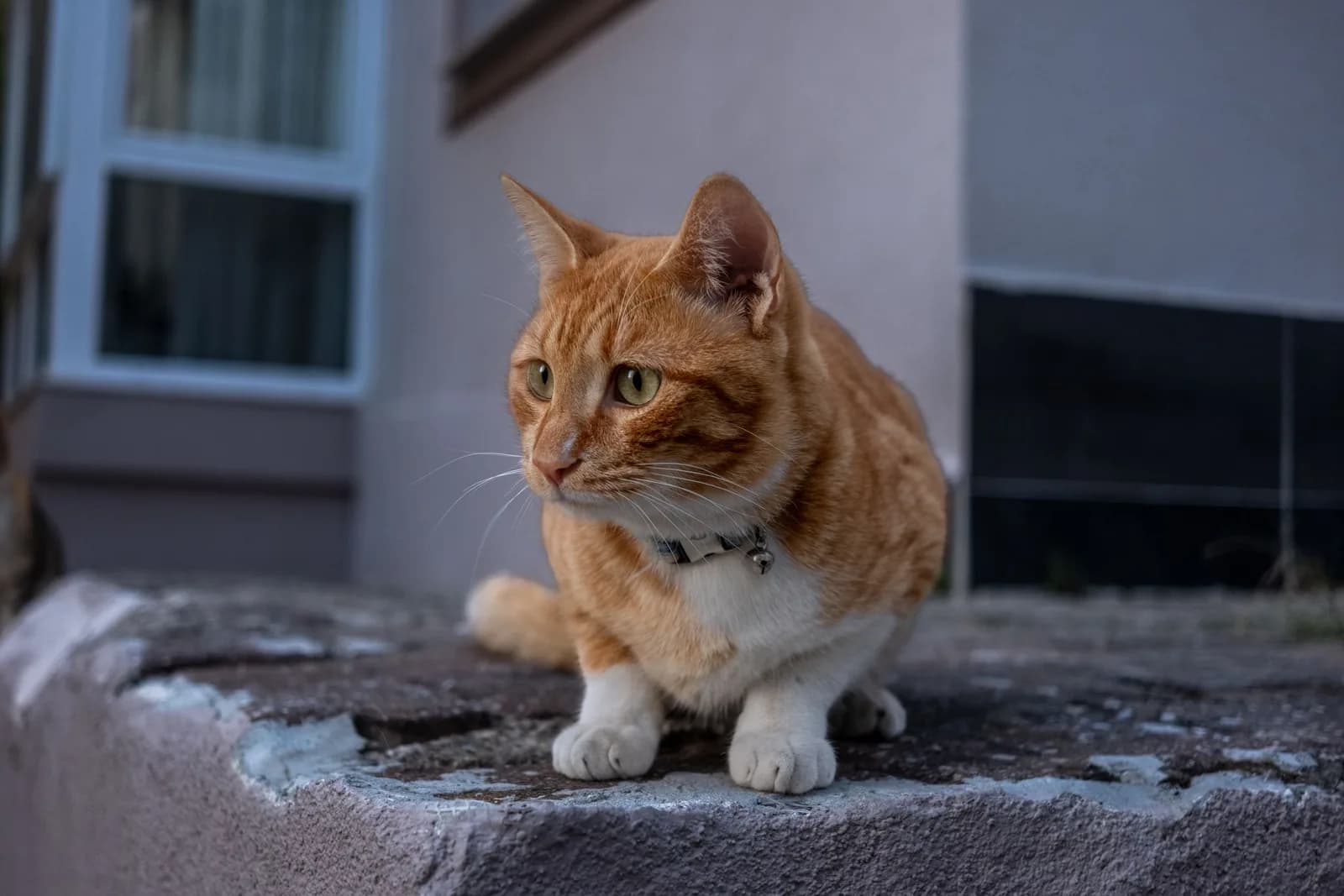 Boy Cat Names: What Owners Actually Choose, and Where Each Name Comes From