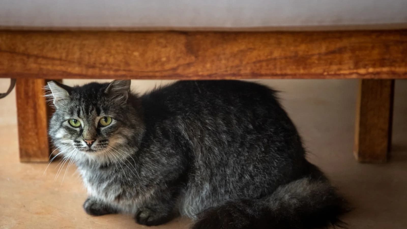 A long-haired tabby cat lying under a bed in the shadows, looking out towards the camera