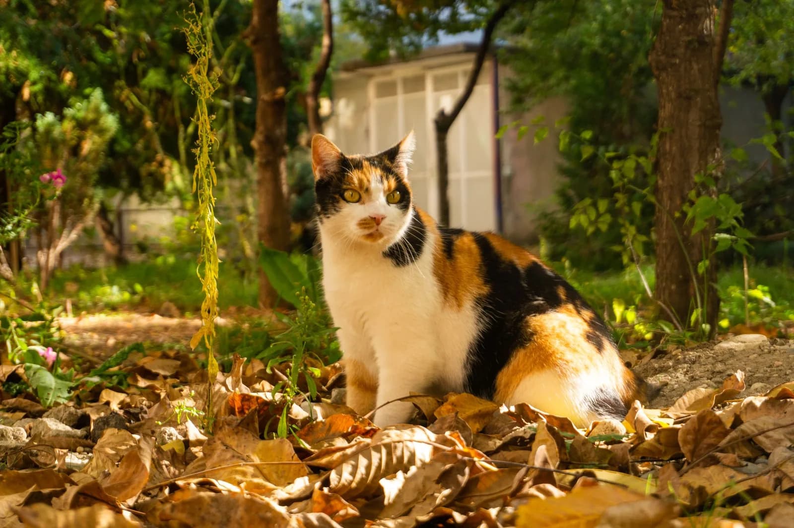 Calico Cat Names, With the Stories Behind Them