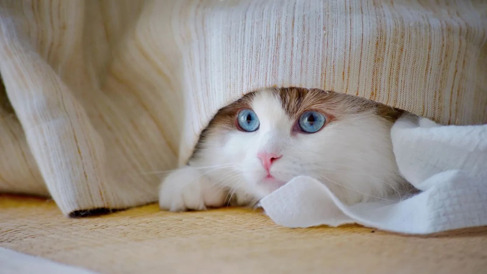 A cat peeking out from underneath a cozy blanket