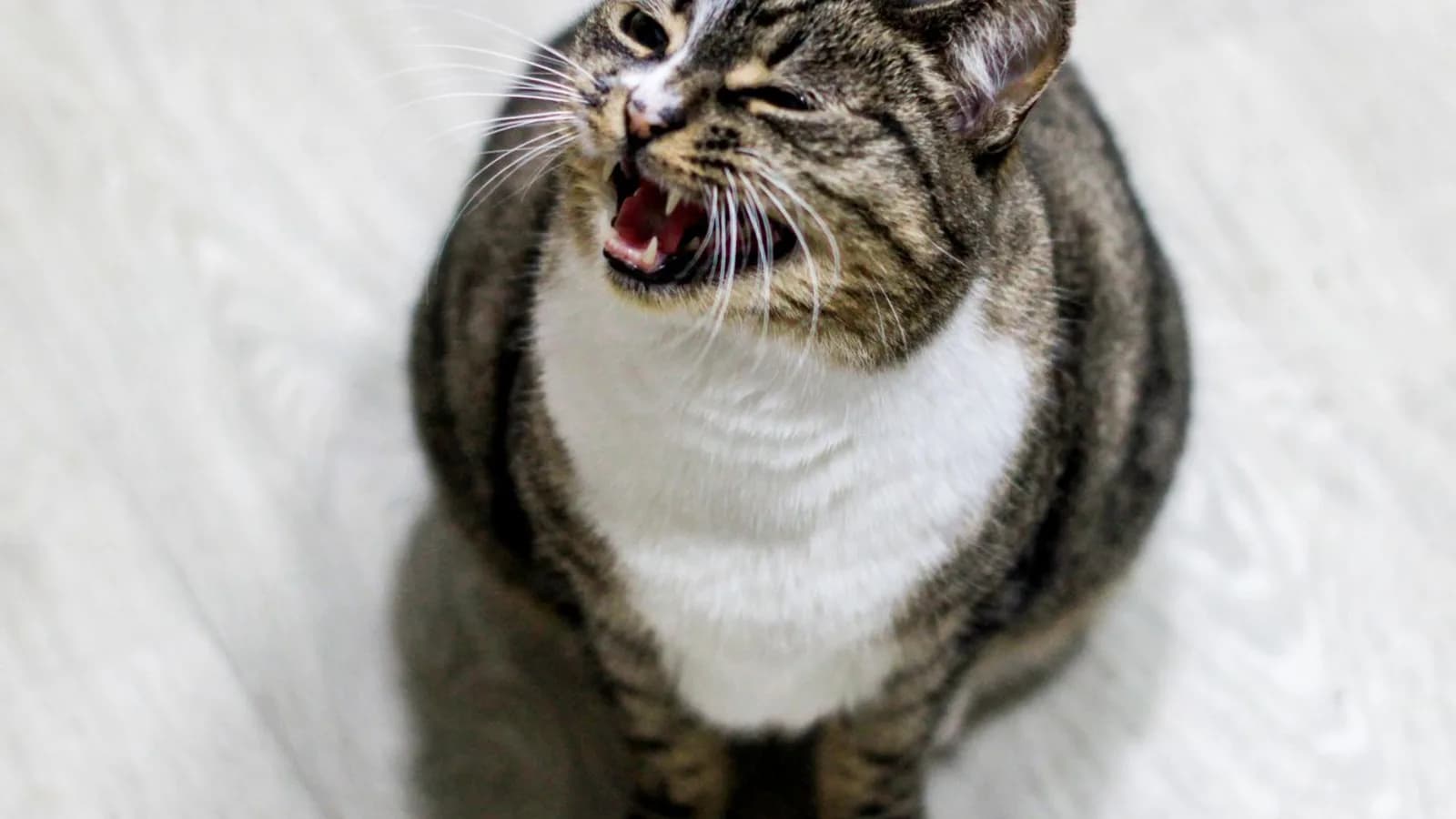 A tabby cat sitting on a pale wooden floor meowing with its mouth wide open