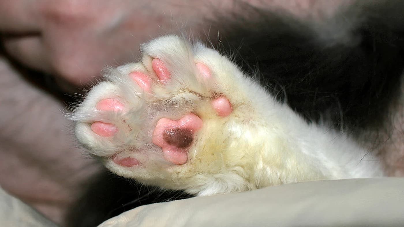 How Many Toes Do Cats Have? The Answer, and the Exceptions