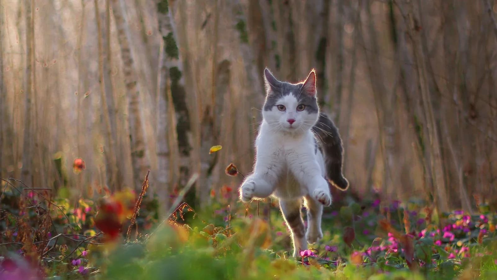Why Do Cats Get the Zoomies? The Truth About the 3 a.m. Grand Prix