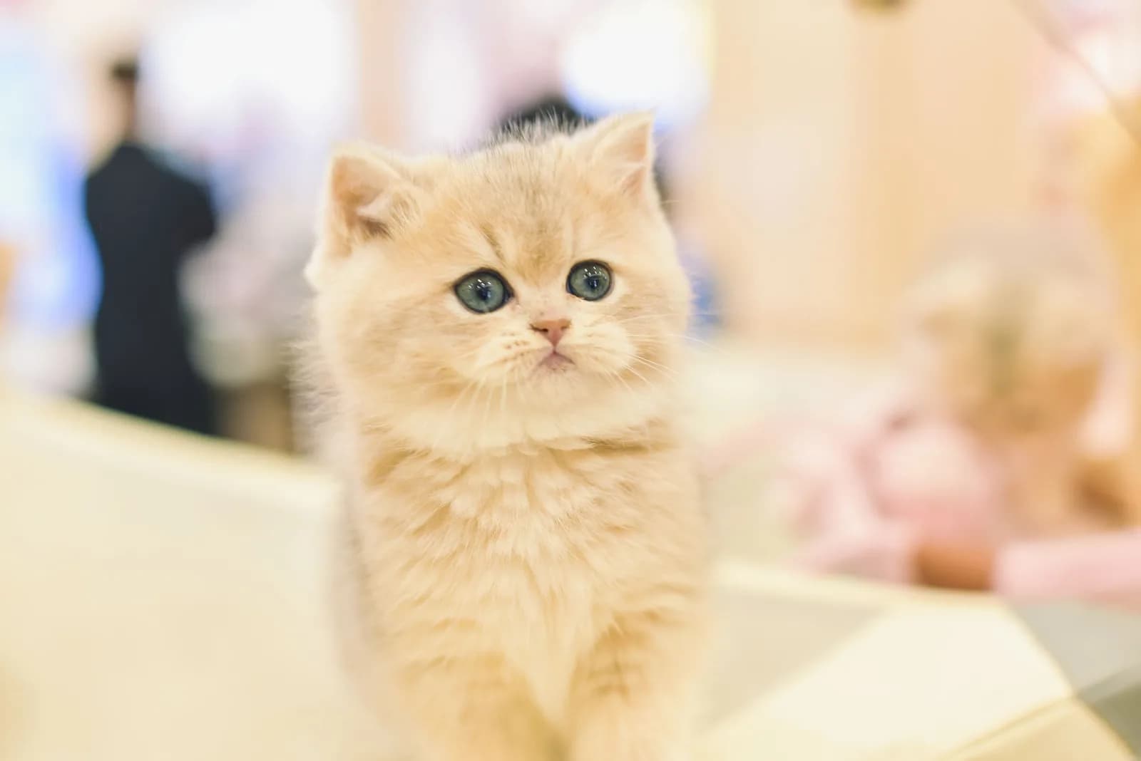 Cute Cat Names: Why They Sound Cute, and 300 That Do