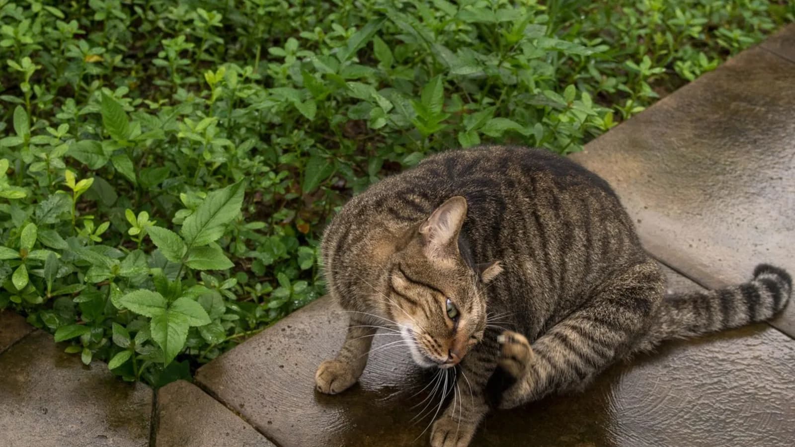 A tabby cat scratching its neck with a hind paw on a wet garden path
