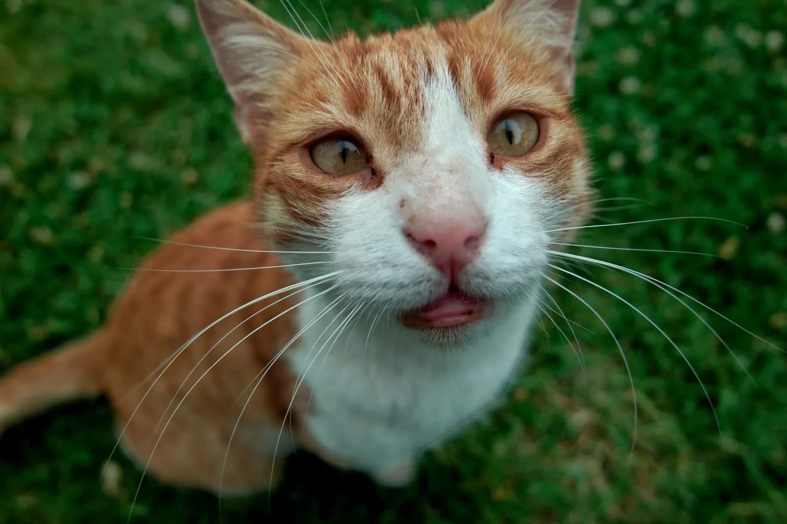 Funny Cat Names, With the Joke Explained