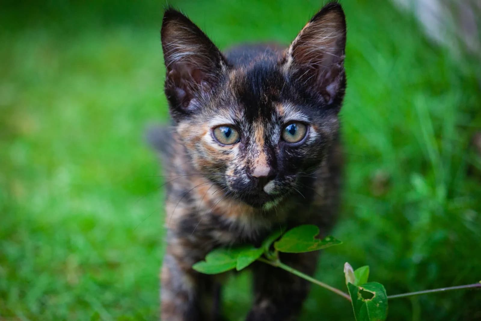 Girl Cat Names, With the Stories Behind Them