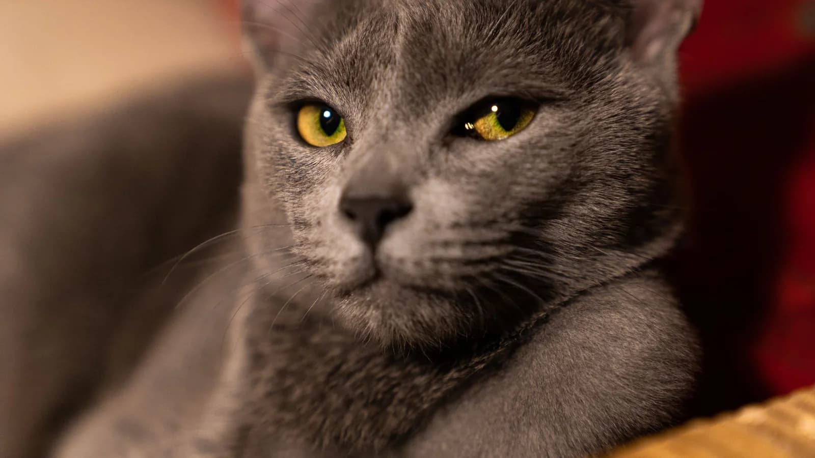 Grey Cat Names, and Why Every Registry Calls Them Blue