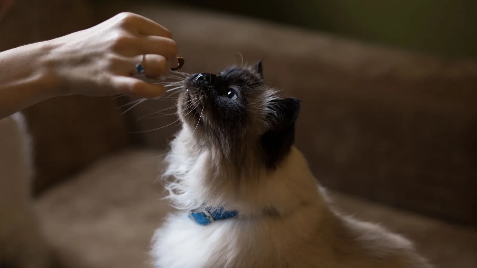 A Himalayan cat looking up at a treat held above its nose