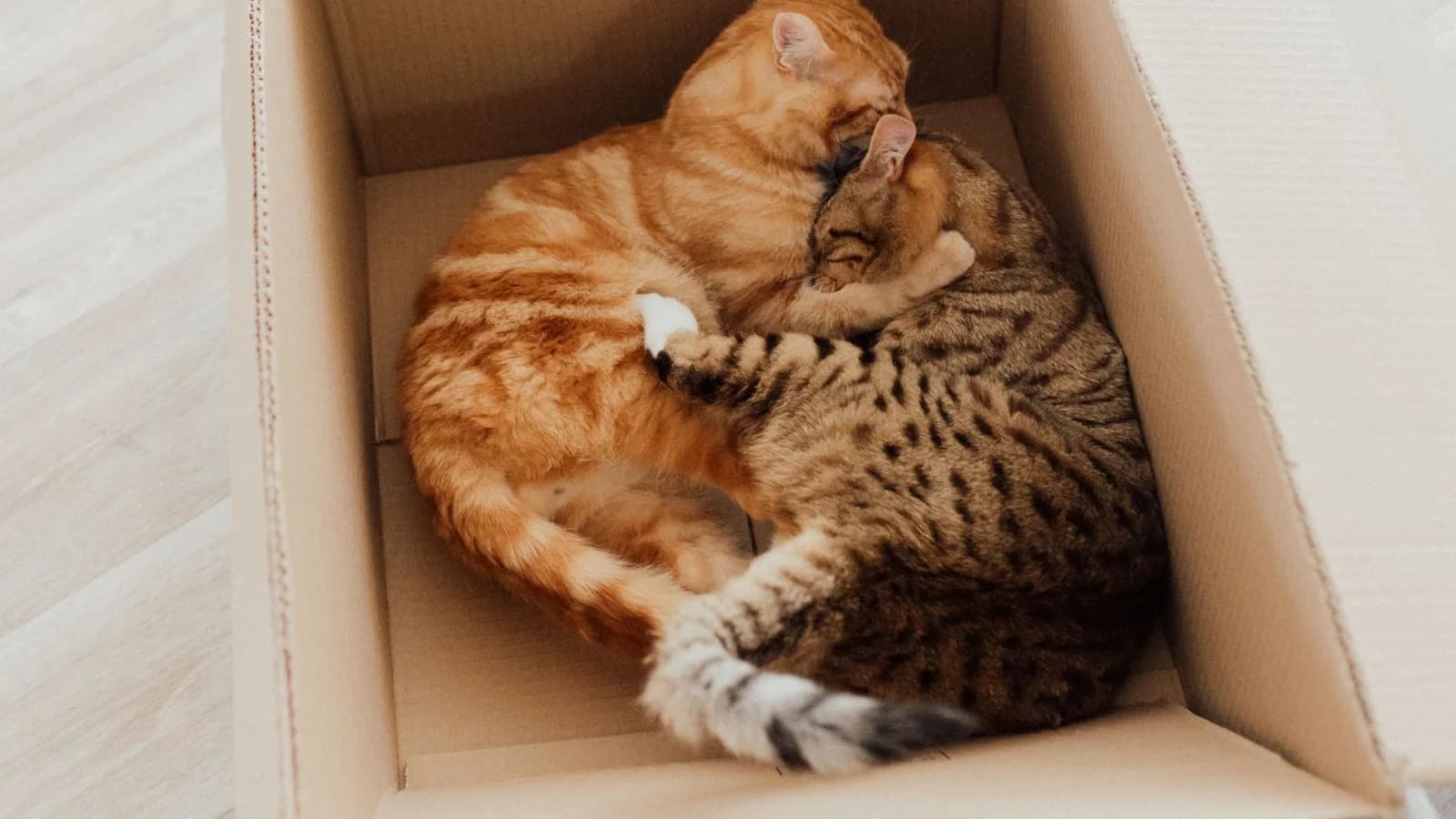 Two tabby cats lying pressed against each other inside a cardboard box, both relaxed