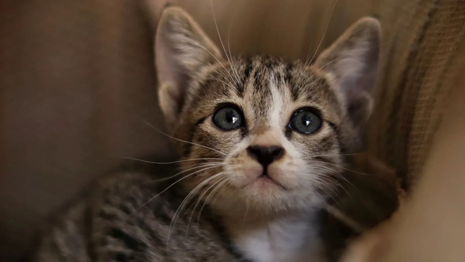 Kitten Insurance: The Weeks That Decide Everything