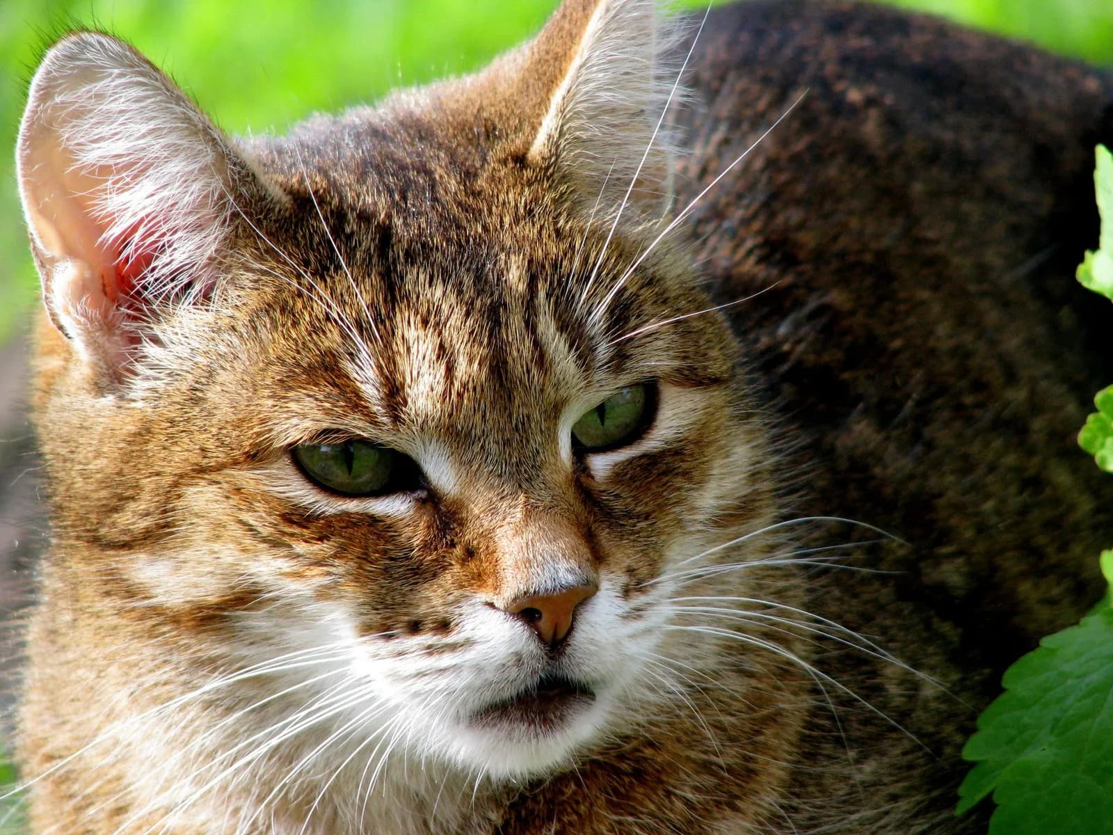 Tabby Cat Names, and the Word That Came Before the Cat
