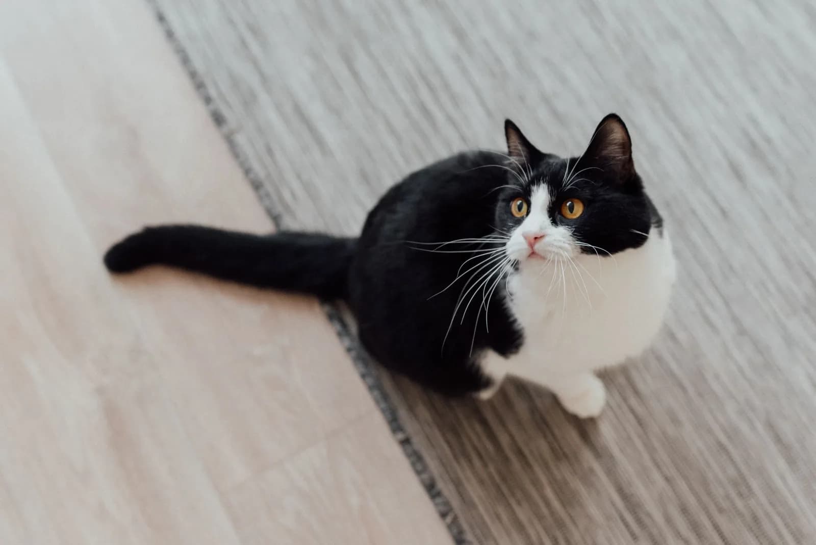 Tuxedo Cat Names, With the Records Checked