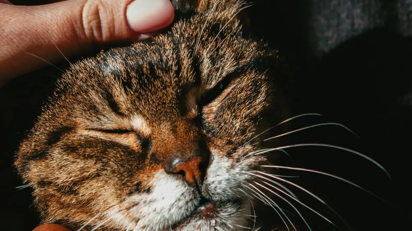 Why Do Cats Drool? Bliss, Mostly. Sometimes a Message